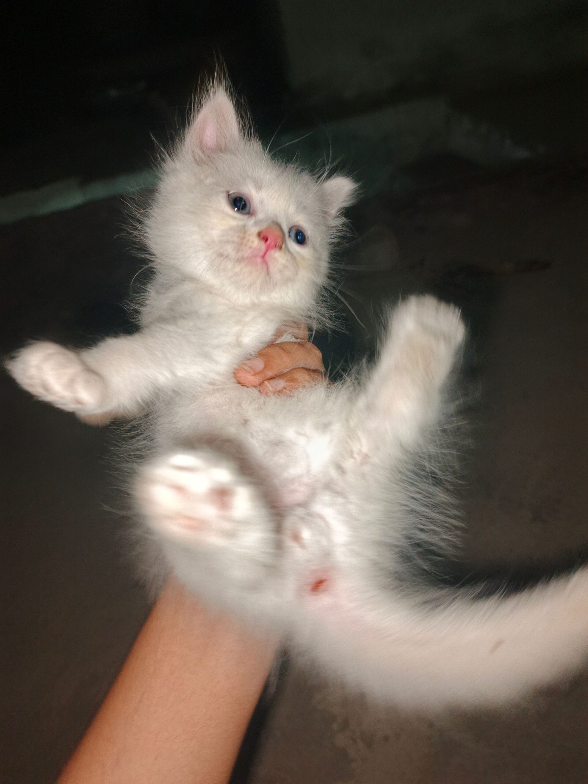 White Odd Eyes Persian kitten available for sale