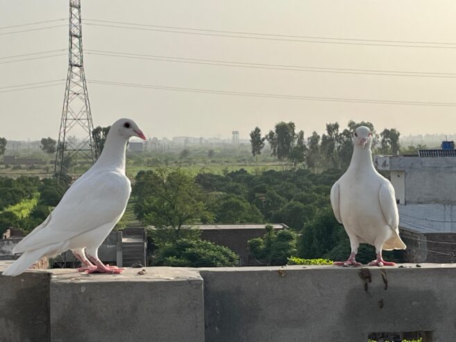 2 Qasid Females for sale