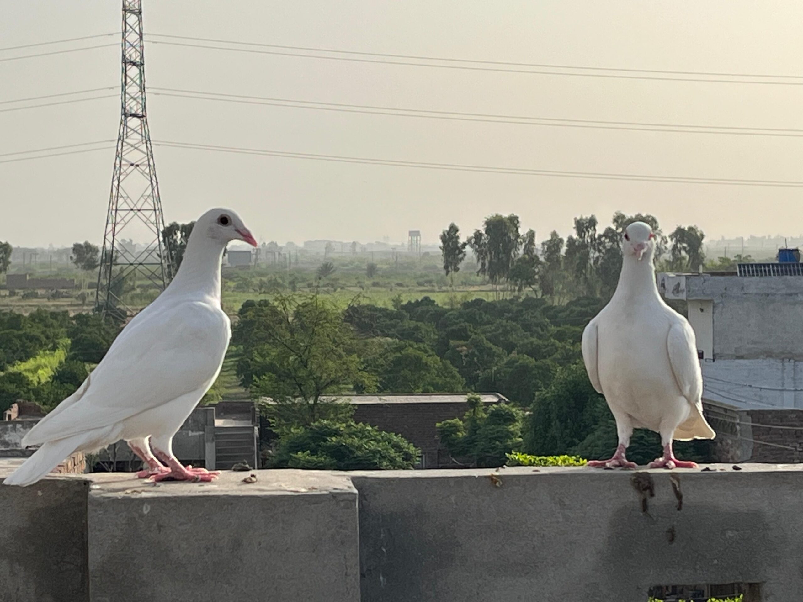 2 Qasid Females for sale