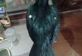 Thai aseel patha for sale in sialkot