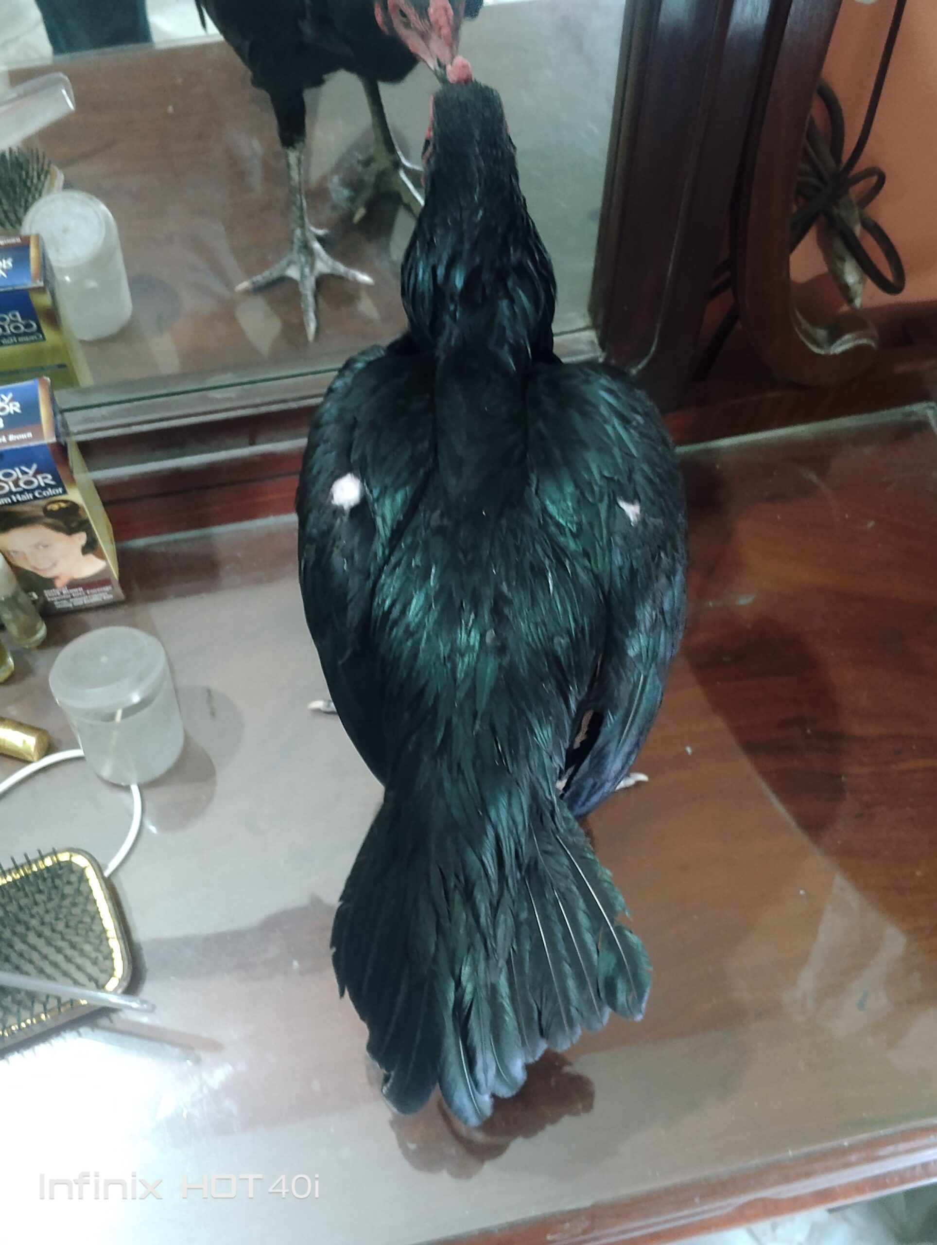 Thai aseel patha for sale in sialkot