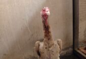 Shamo japanese murgi female sale