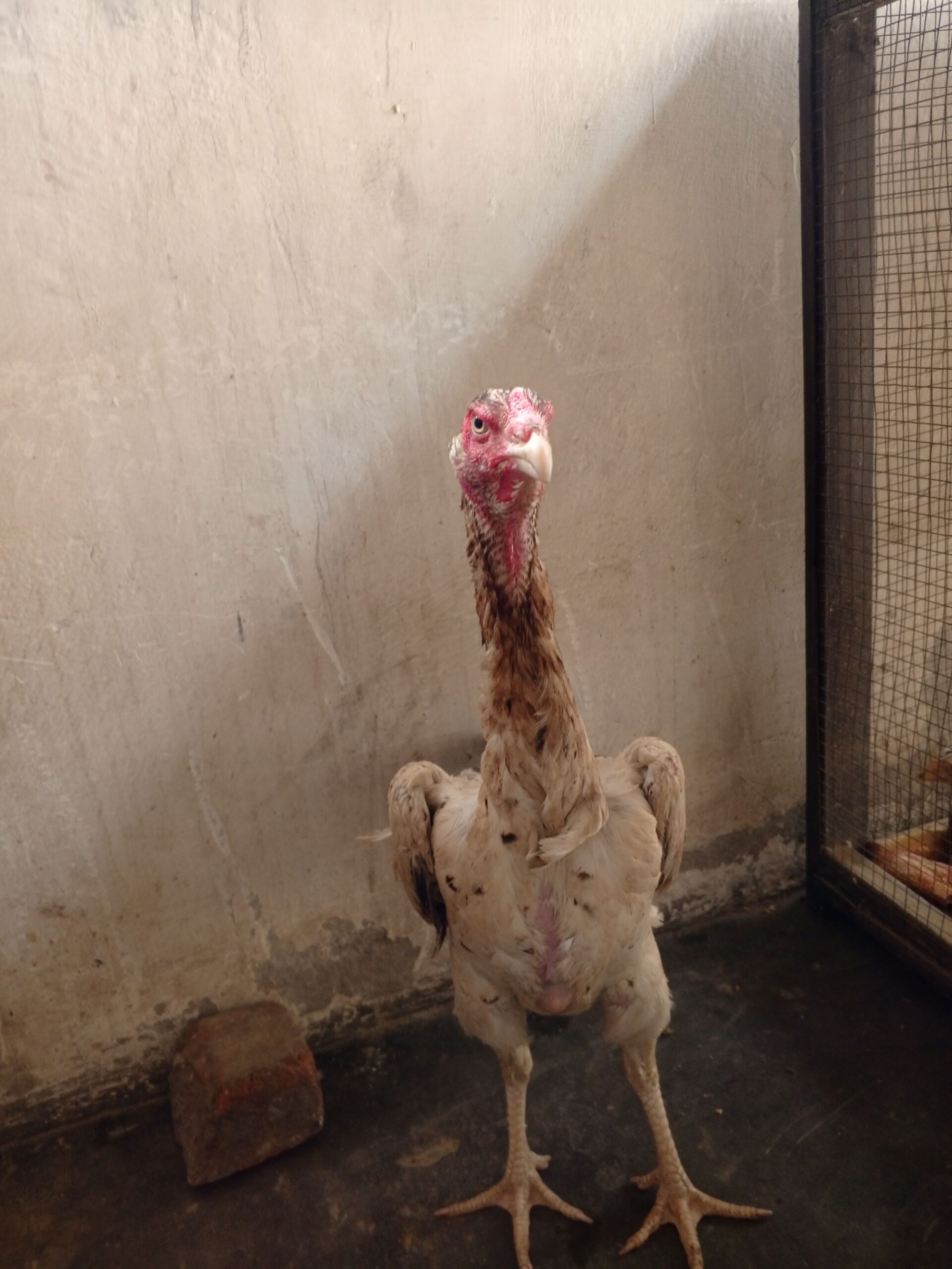 Shamo japanese murgi female sale