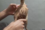 Irani Breedar Male