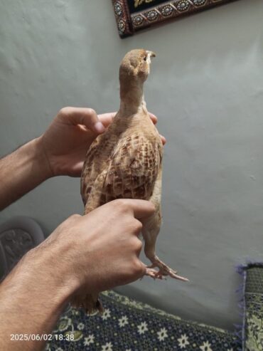 Irani Breedar Male