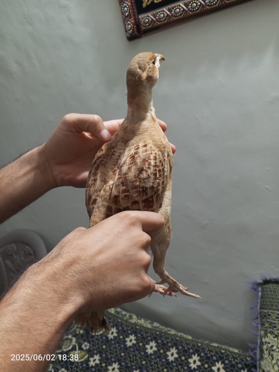 Irani Breedar Male