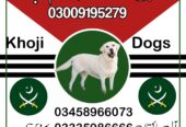 Army Dog Center Islamabad 03458966073