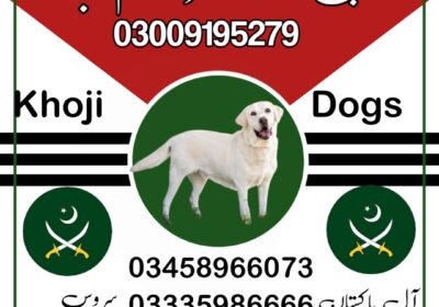 jui-design-پاکستان-post-1734710037891