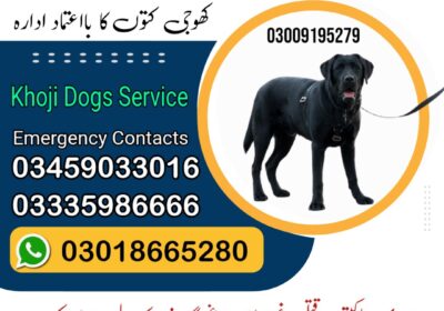 post-advertisement-business-ایڈورٹائزمنٹ-square-1737560546352