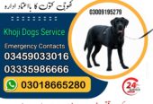 Army Dog Center Mardan 03458966073