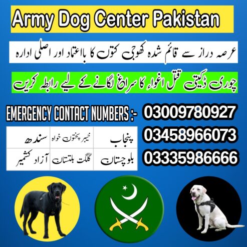 Army Dog Center Pabbi Nowshera 03335986666 | Khoji Dogs Contact Number