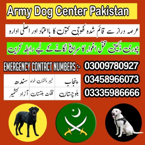 Army Dog Center Mansehra 03458966073 Khoji Dogs