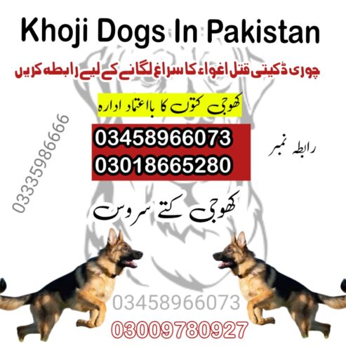 Army Dog Center Kohat 03018665280 | Khoji Dogs In Kohat