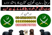 Army Dog Center Abbottabad 03018665280