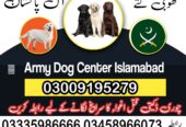 Khoji Dog Center Islamabad 03018665280 (کھوجی ڈاگ)