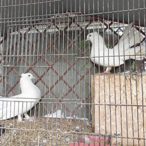 Fancy birds