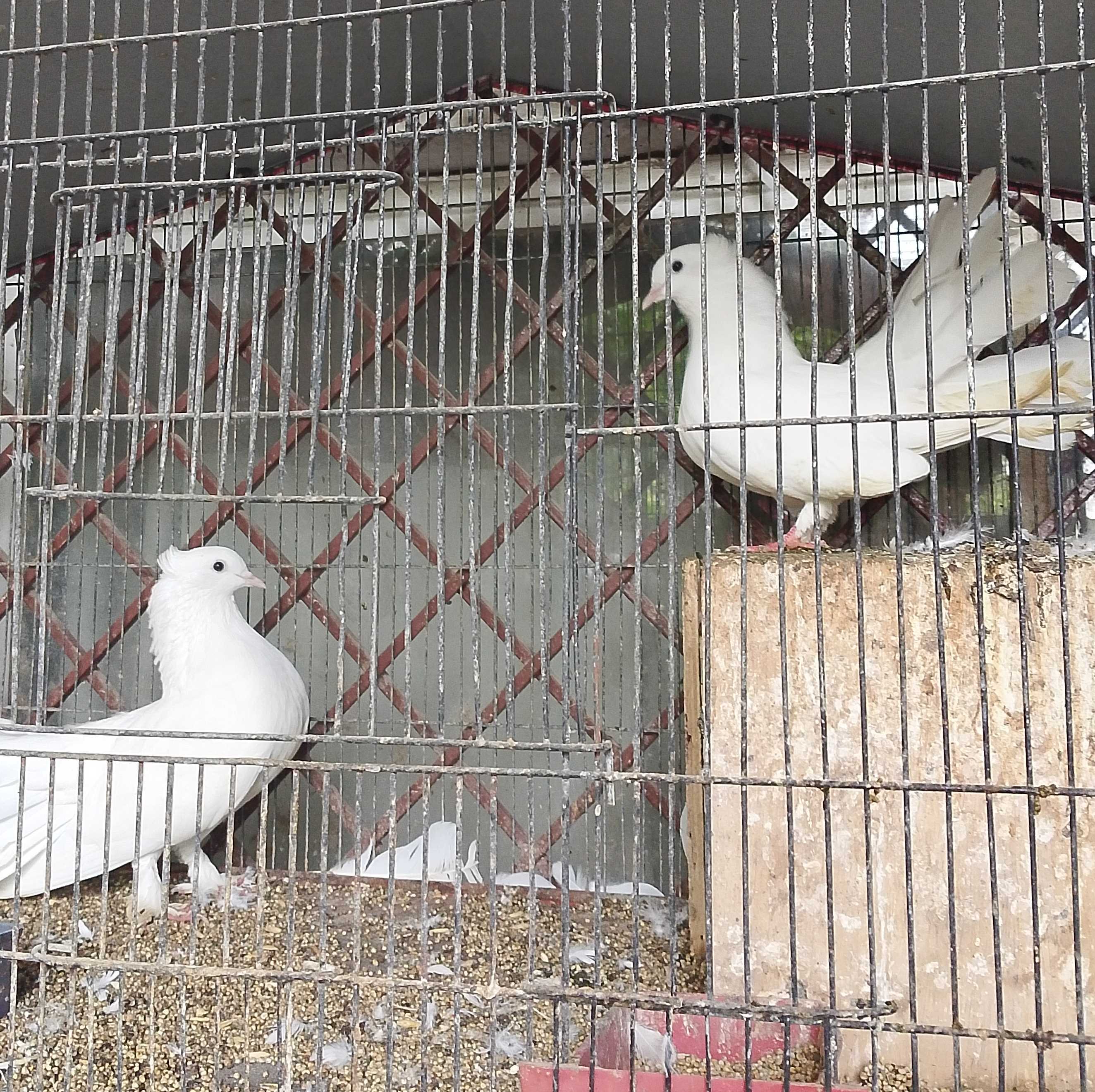Fancy birds