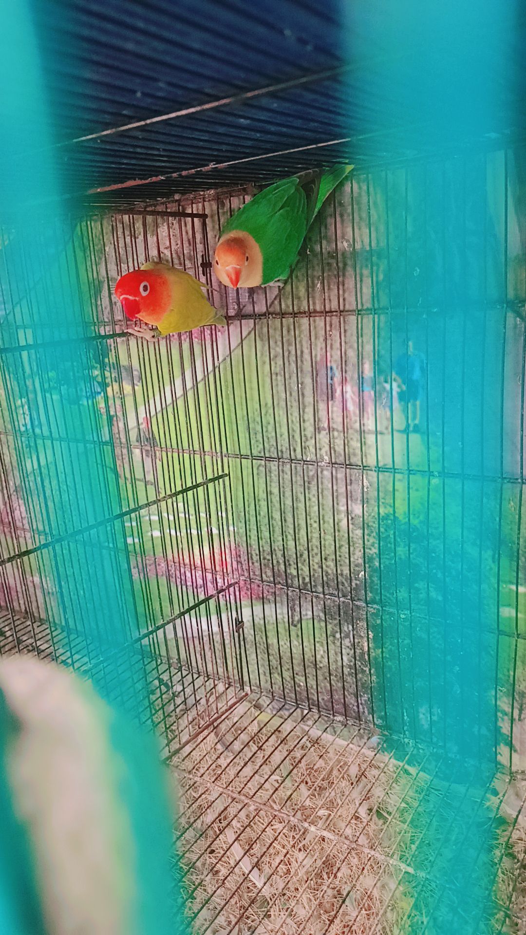 Love birds