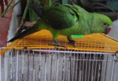 Green neck Hand tamed Parrot