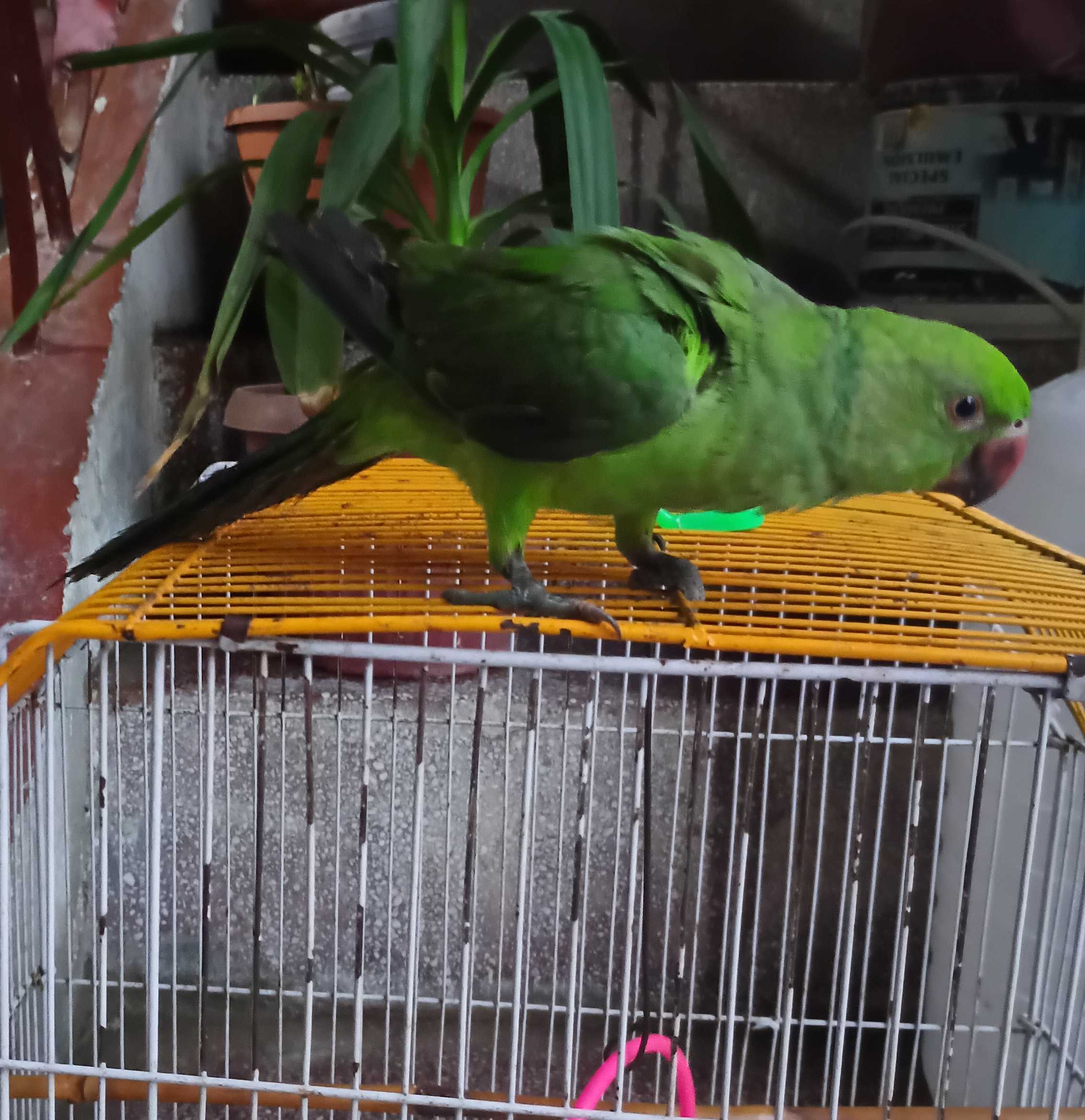 Green neck Hand tamed Parrot