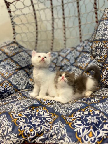 Persians Kittens For sale tripple coat