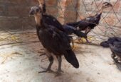 Pure Thai chicks for sale