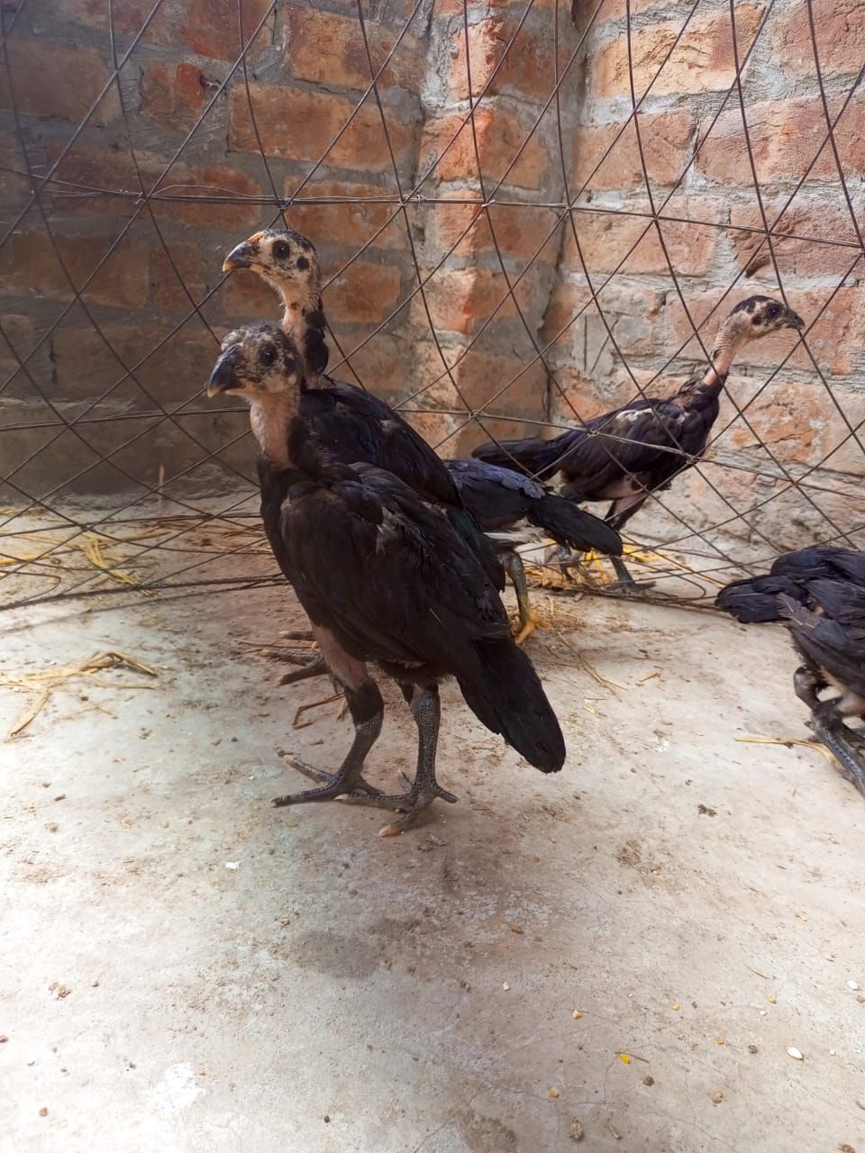 Pure Thai chicks for sale