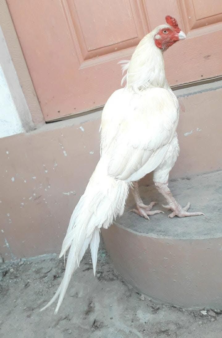 Peaper wait aseel breader