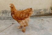 Golden heavy chucen female