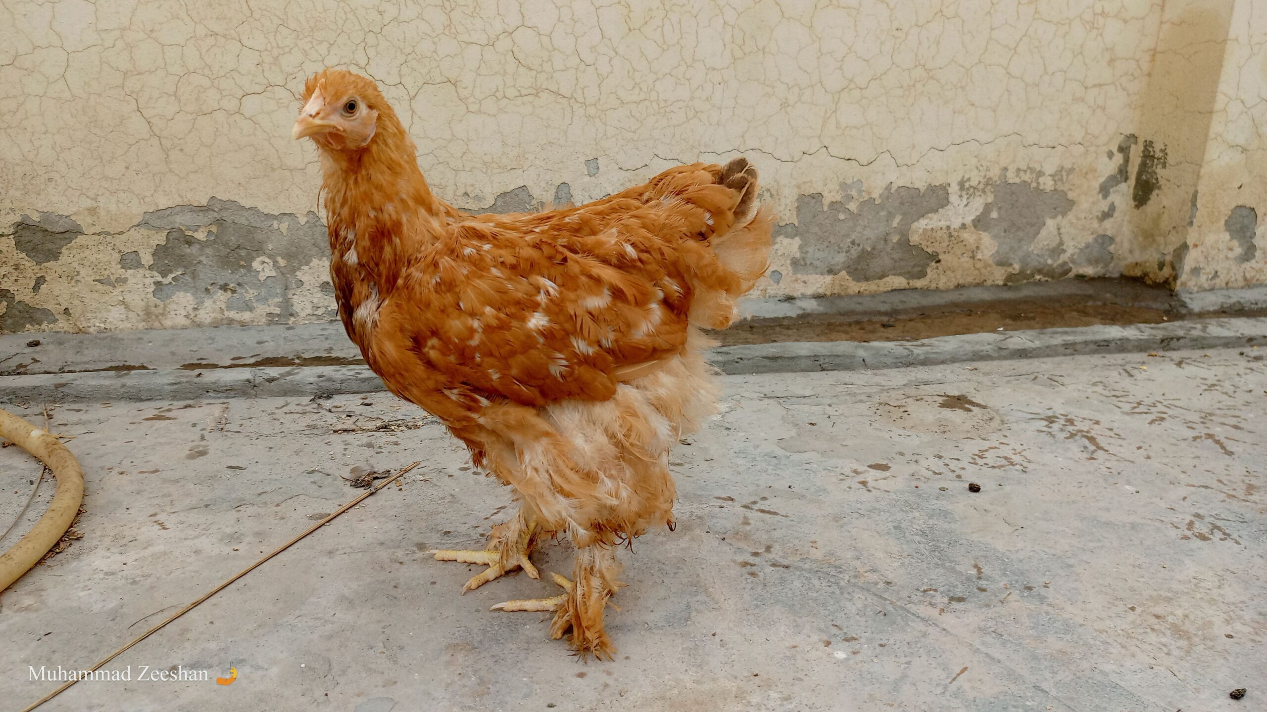 Golden heavy chucen female