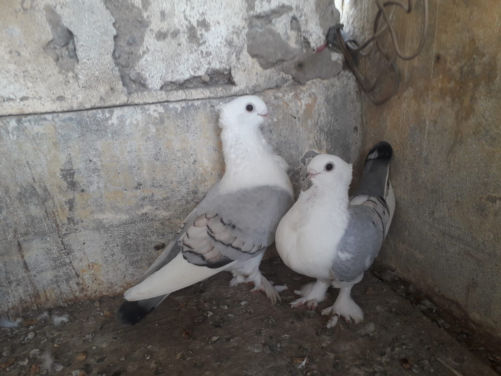 Seternet pair
