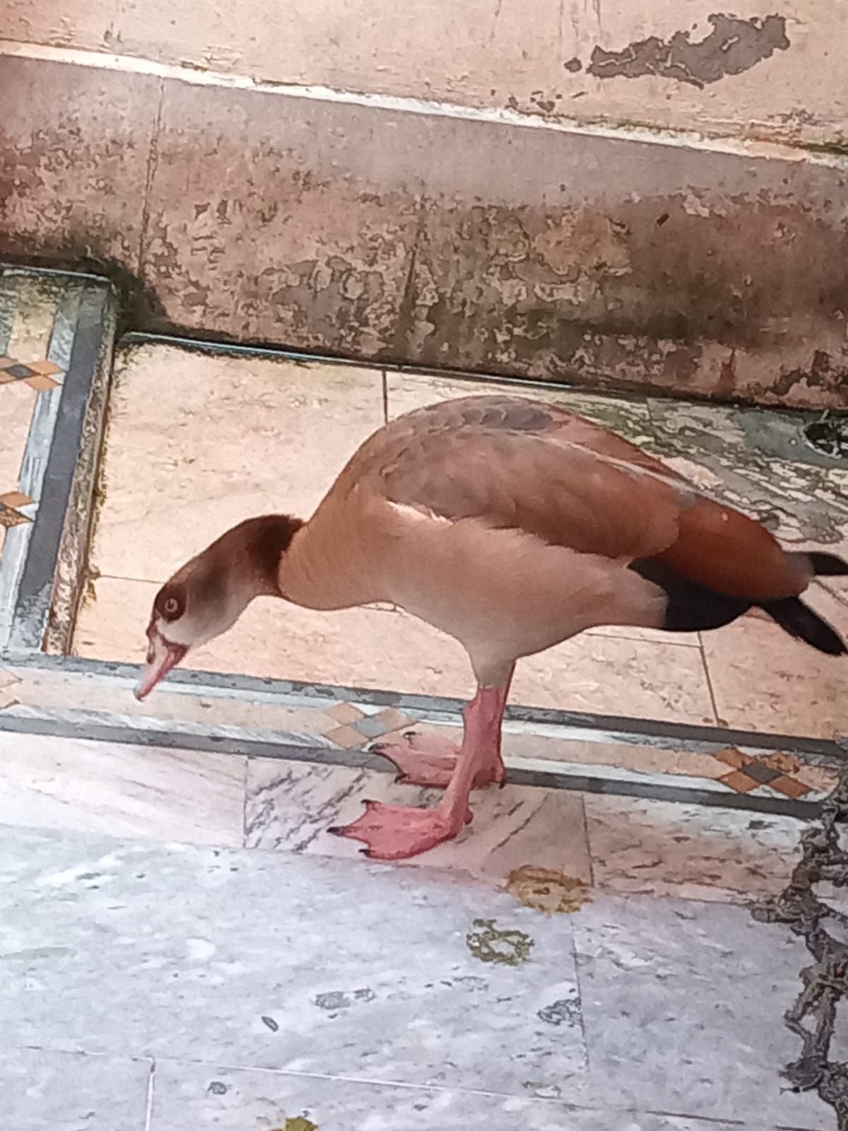 Egyptian goose