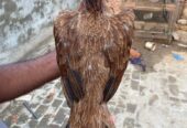 Pure aseel mianwali madi old breed age 2 years