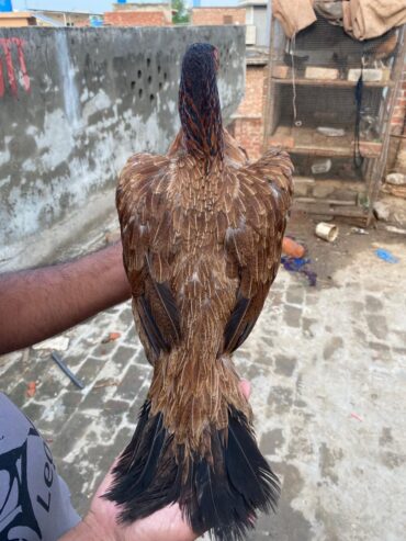 Pure aseel mianwali madi old breed age 2 years
