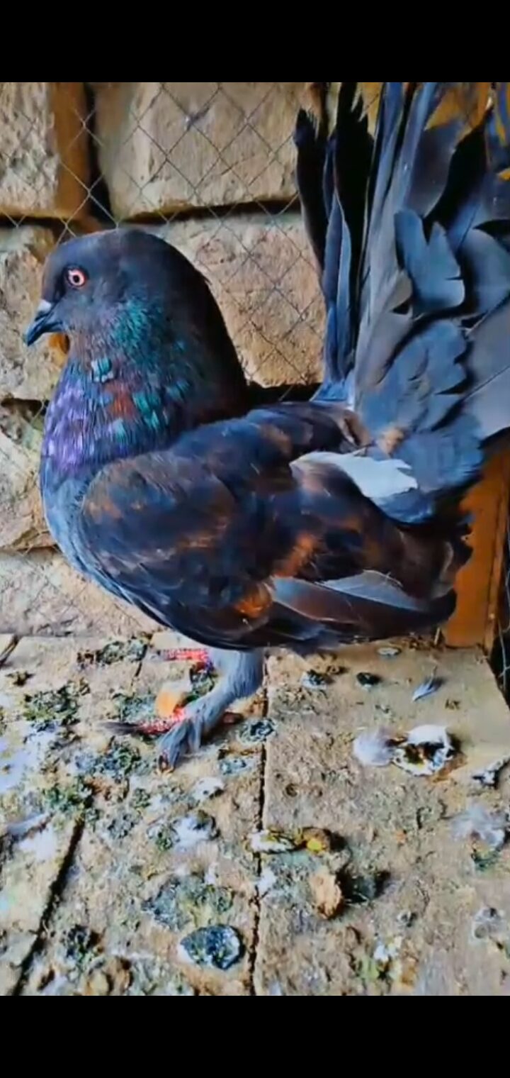 Breeder female