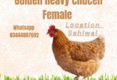 Golden heavy chucen female