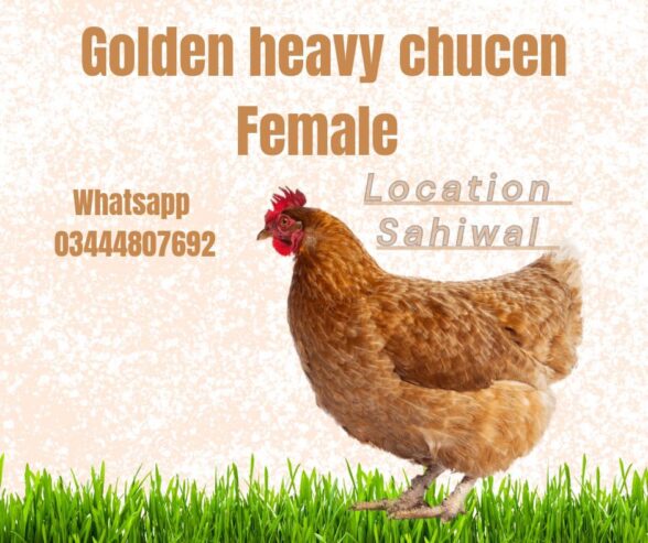 Golden heavy chucen female