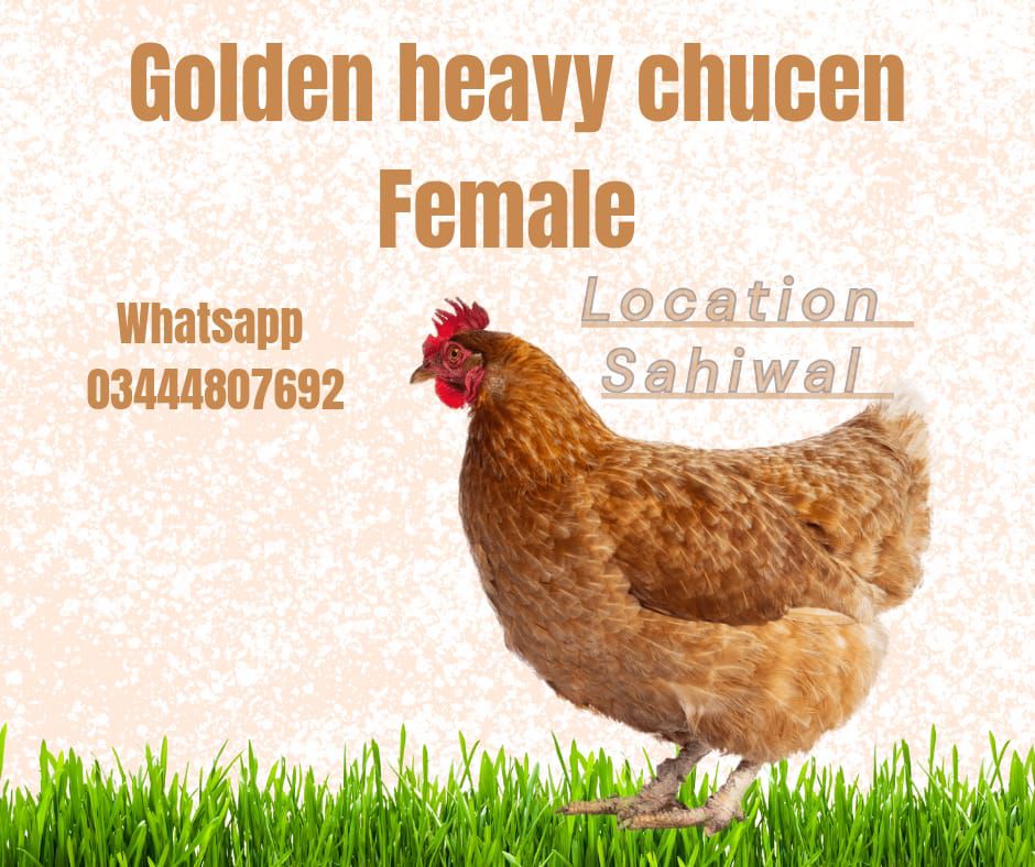 Golden heavy chucen female