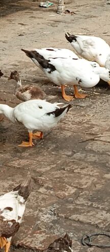 Duck