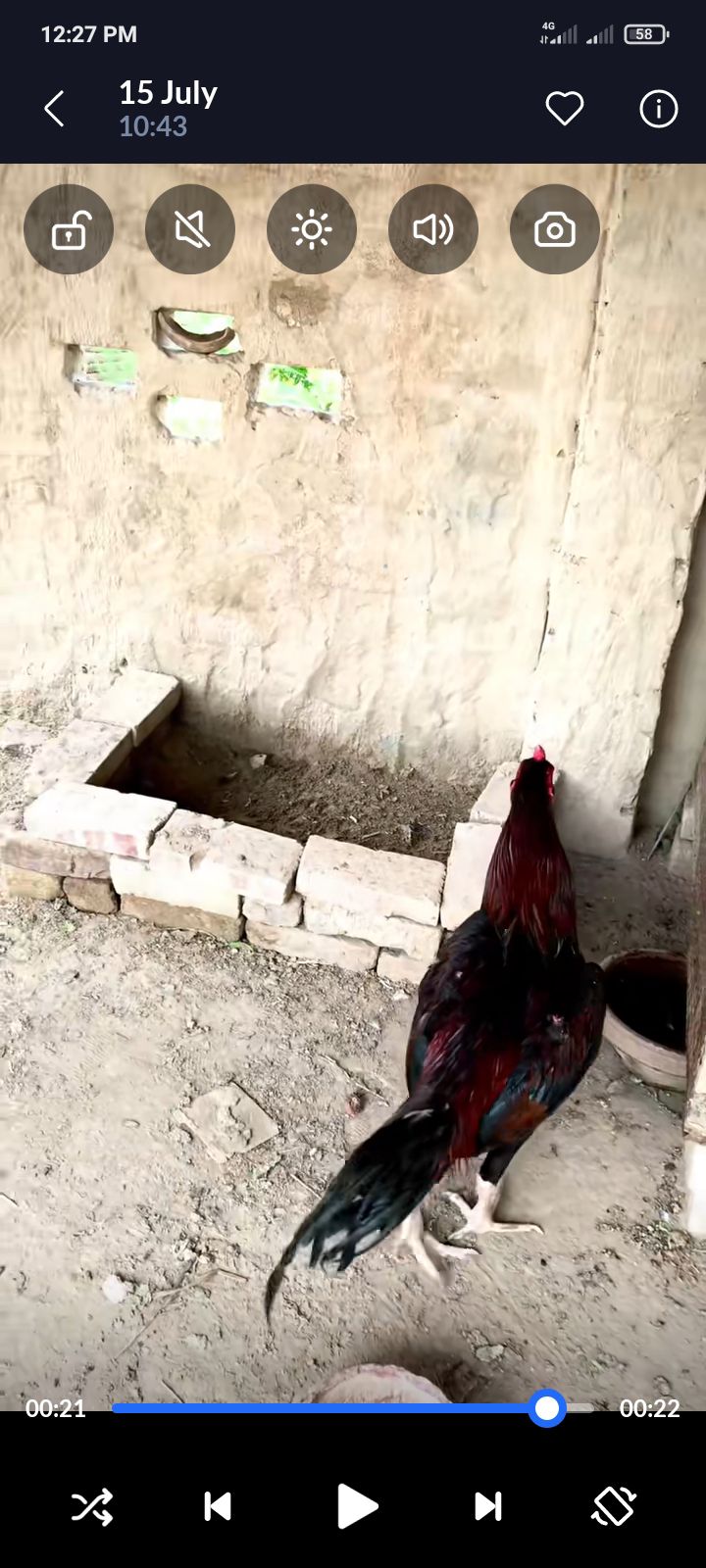 Lakha Aseel Male
