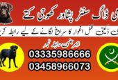 Army Dog Center Peshawar 03018665280 ! Special Khoji Dogs Peshawar | Khoji Kutta Contact Us