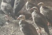 Chand Chakor Pair Fr Sale