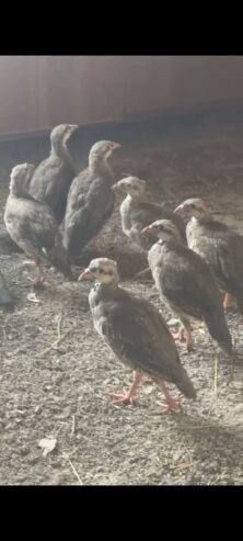 Chand Chakor Pair Fr Sale