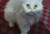 Persian punch face female