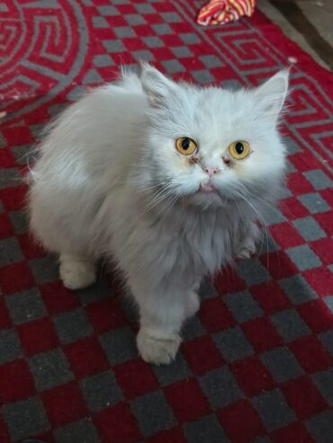 Persian punch face female