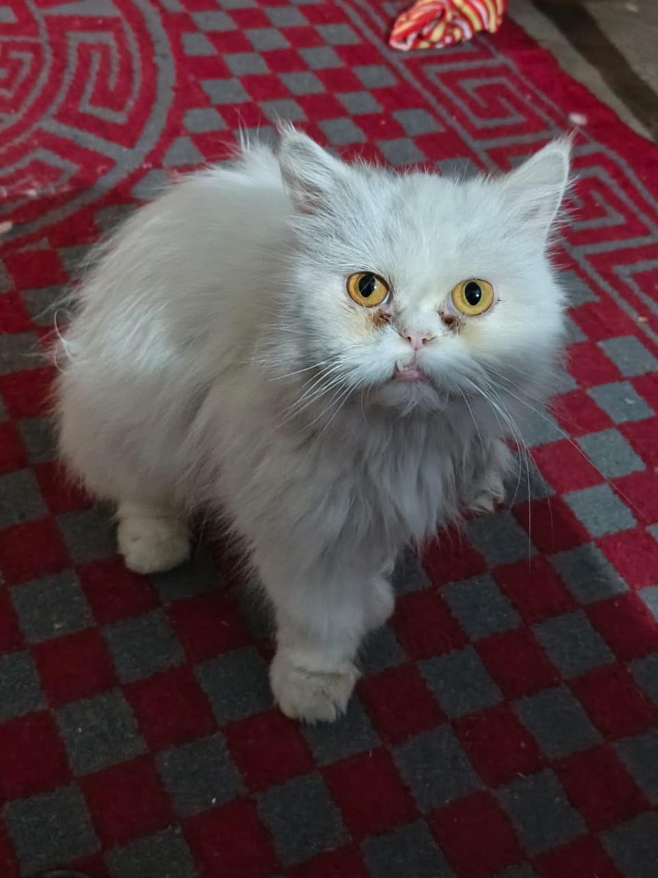 Persian punch face female
