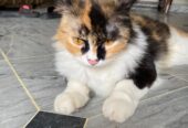 Adult Cat female
