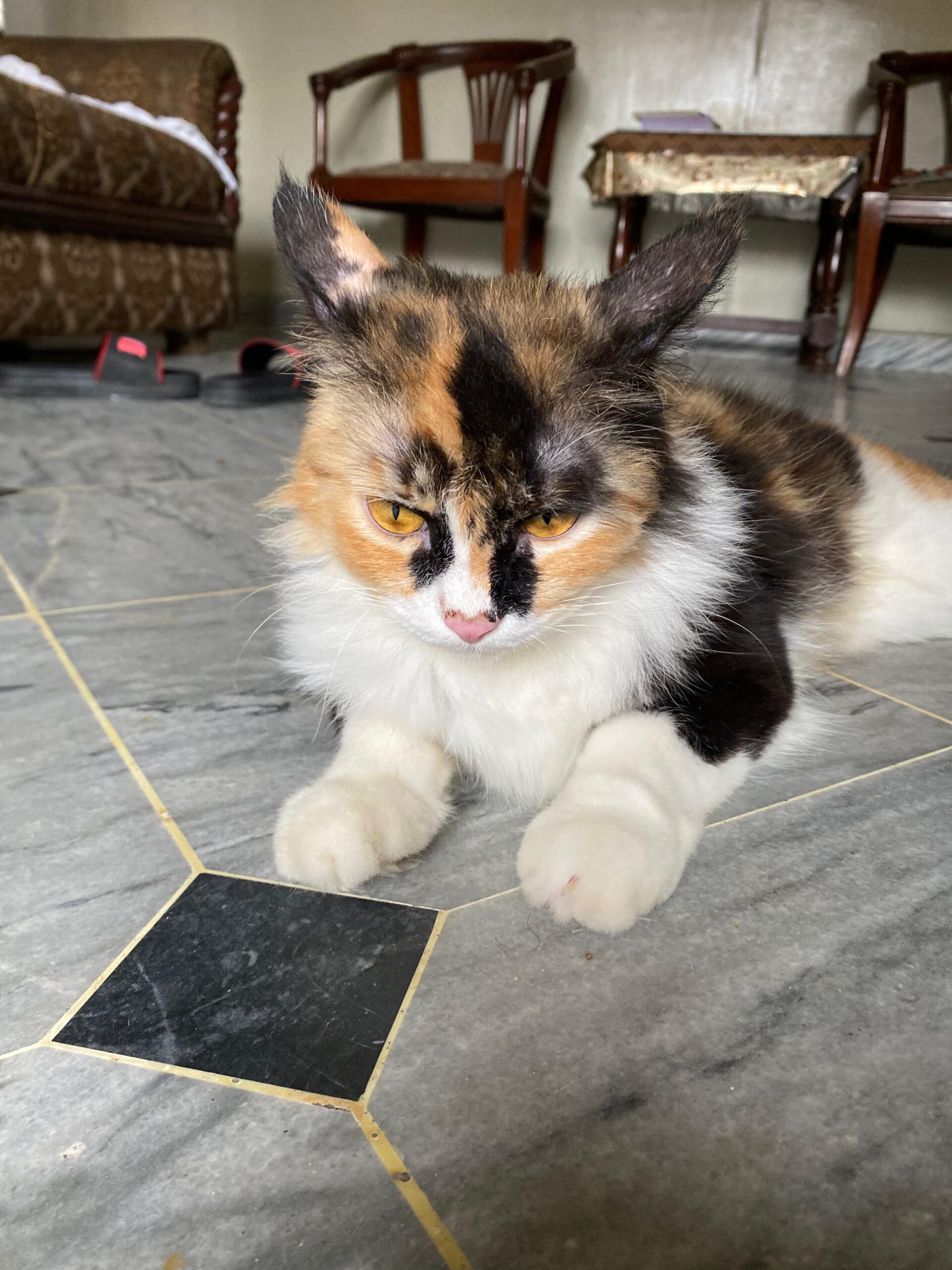 Adult Cat female