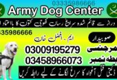 Army Dog Center Hyderabad Sindh Contact Number ! 03009195279