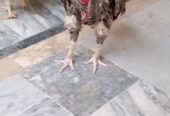 Aseel mianwali murga available